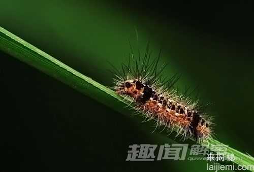 警惕！自然界中十大意想不到的恐怖杀手810 / 作者:UFO来啦 / 帖子ID:65801