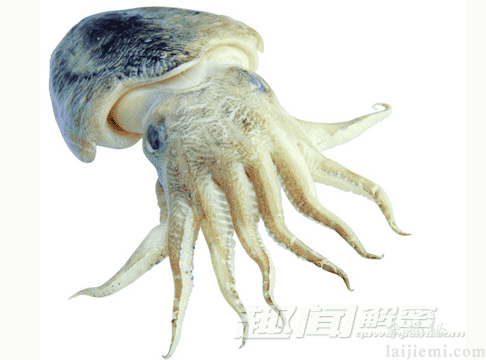 揭秘：十种具有神奇超能力的动物914 / 作者:UFO来啦 / 帖子ID:64031