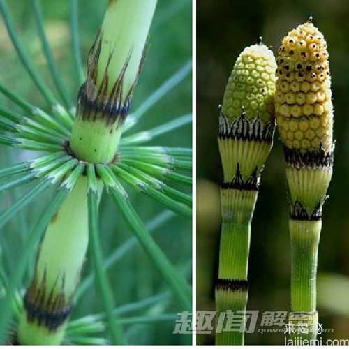 盘点自然界十大动植物活化石278 / 作者:UFO来啦 / 帖子ID:65172