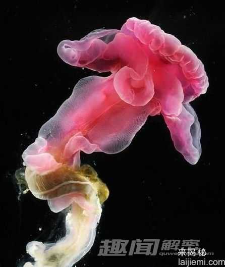 惊奇！世界十大奇异动物排名263 / 作者:UFO外星人爱好者 / 帖子ID:60118