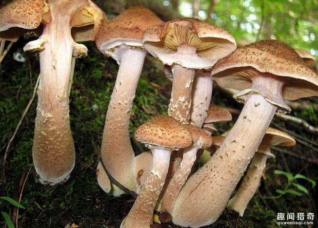 世界上最大的生物是什么？竟是这种在地下长了2400年的家伙832 / 作者:UFO来啦 / 帖子ID:66332