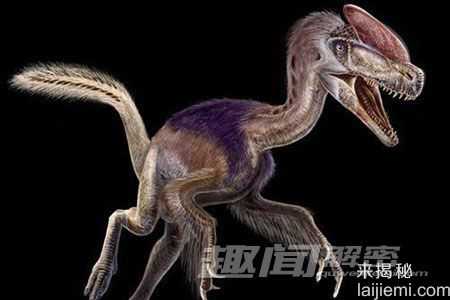 盘点古代地球十大有羽恐龙 中国鸟龙上榜73 / 作者:UFO来啦 / 帖子ID:65133