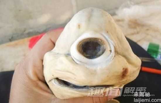 惊奇！世界十大奇异动物排名866 / 作者:UFO外星人爱好者 / 帖子ID:60118