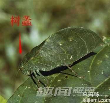 盘点：动物界最出名的八大伪装大师709 / 作者:UFO来啦 / 帖子ID:65223