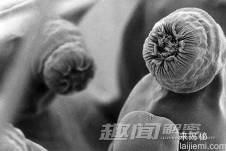 神奇!盘点12种有特异功能的动物(组图)853 / 作者:UFO来啦 / 帖子ID:65284
