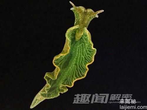盘点：十大能靠阳光维持生长的动物781 / 作者:UFO来啦 / 帖子ID:65226