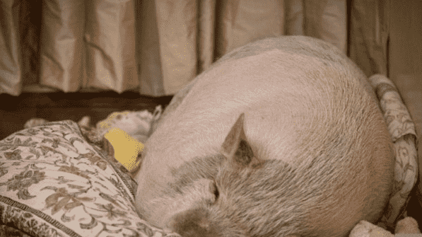 英猪宝宝哀痛离世牧羊犬好友令人动容546 / 作者:UFO来啦 / 帖子ID:65658