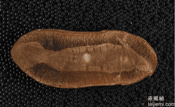 史上最诡异生物：似挖掘机无法归类285 / 作者:UFO外星人爱好者 / 帖子ID:59096