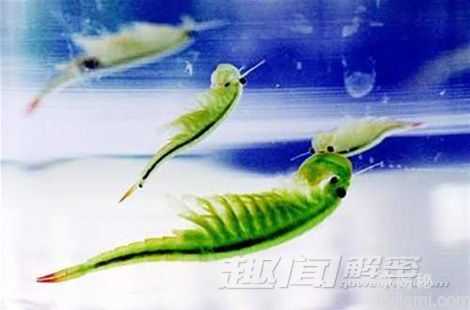 史前生物仙女虾 生存能力为恐龙万倍？700 / 作者:UFO来啦 / 帖子ID:62767