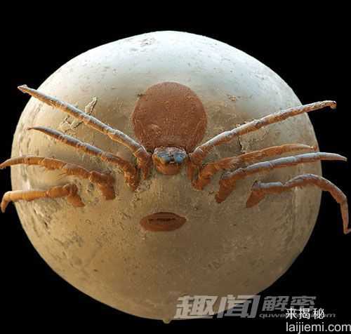 探秘奇异生物世界：水熊虫能在太空存活95 / 作者:UFO来啦 / 帖子ID:63907