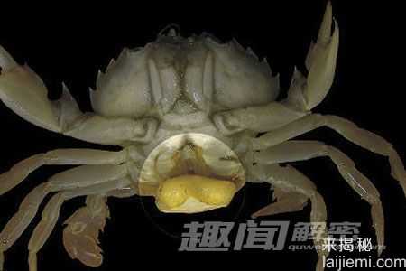 十大恐怖现象：河豚毒素可让人变成僵尸791 / 作者:UFO来啦 / 帖子ID:62348