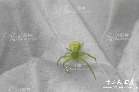 人面蜘蛛：蜘蛛界也看颜值(有的如美女有的丑陋无比)199 / 作者:UFO来啦 / 帖子ID:62067