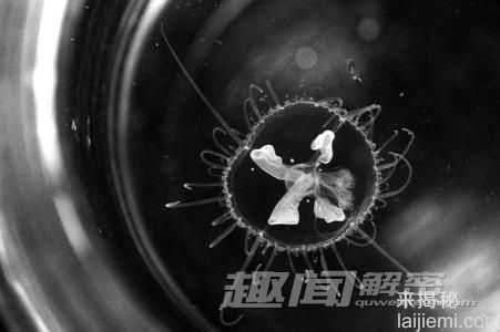 不可思议！出现在现代的神秘史前物种209 / 作者:UFO来啦 / 帖子ID:61369