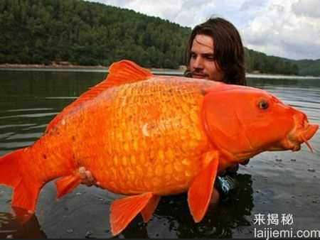 盘点：修炼成精被捕获的十大巨型怪物632 / 作者:UFO来啦 / 帖子ID:65215