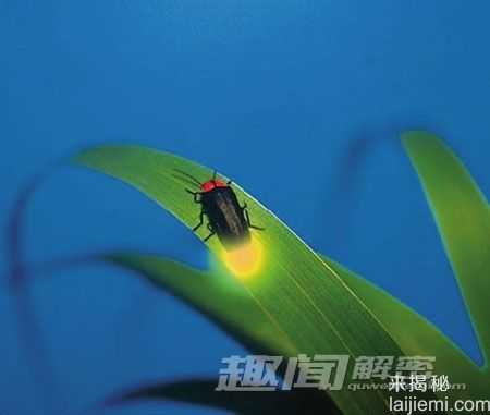 揭秘萤火虫为什么会发光-发光是为了什么-60 / 作者:UFO外星人爱好者 / 帖子ID:60442