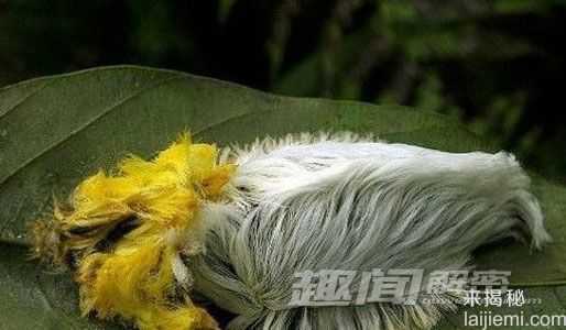 盘点世界各种奇怪毛毛虫：各种奇葩出场531 / 作者:UFO来啦 / 帖子ID:65063