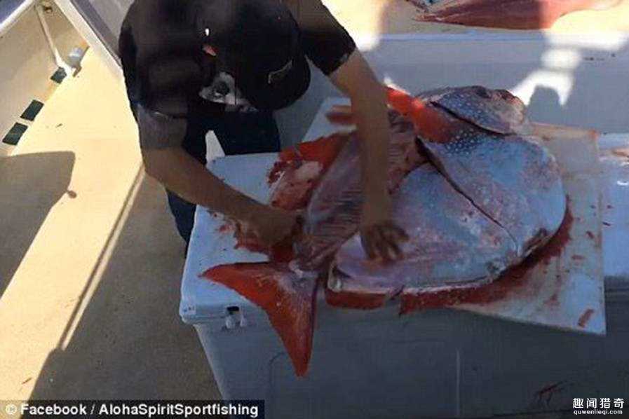 渔民捕获深海巨型海鱼 体型奇怪657 / 作者:UFO爱好者 / 帖子ID:66678