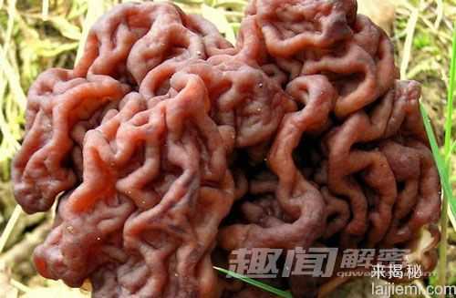 怪异！十大长得像人体器官的可怕植物103 / 作者:UFO来啦 / 帖子ID:63783