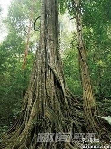 盘点世界上十大食肉植物 看到他们请绕着走831 / 作者:UFO外星人爱好者 / 帖子ID:60455
