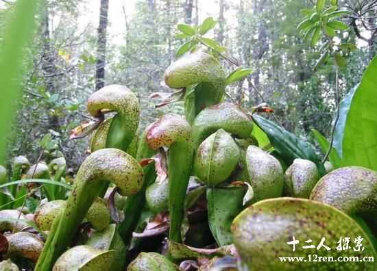 食肉植物TOP10，非洲岛屿的树会吃人，你敢去冒险吗324 / 作者:UFO来啦 / 帖子ID:66167
