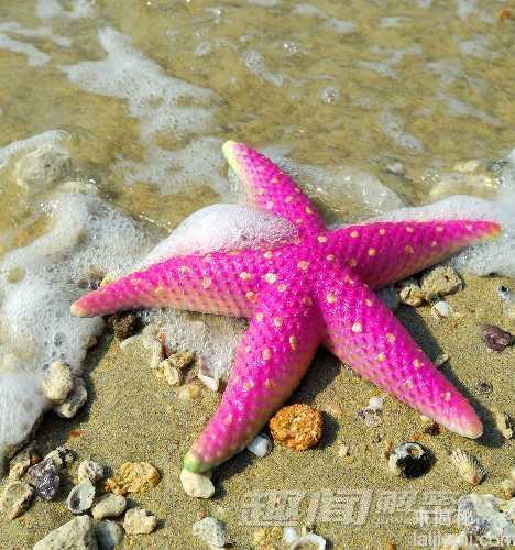 超萌！细数世界那些神奇的粉色动物856 / 作者:UFO来啦 / 帖子ID:65868