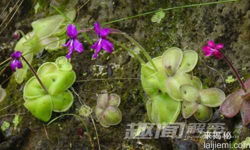 致命诱惑 十大美丽的食虫植物161 / 作者:UFO来啦 / 帖子ID:65614