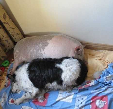 英猪宝宝哀痛离世牧羊犬好友令人动容870 / 作者:UFO来啦 / 帖子ID:65658