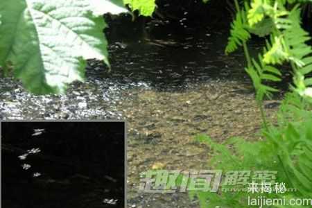 传说中的十大神秘生物：雷鸟身长28米325 / 作者:UFO来啦 / 帖子ID:62048