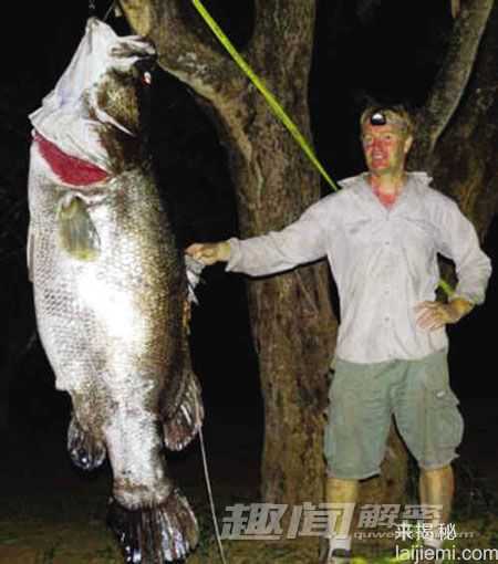 劲爆！盘点全球“千年成妖”的动物376 / 作者:UFO来啦 / 帖子ID:62361