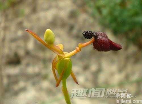 揭秘世界上最奇怪的的植物807 / 作者:UFO来啦 / 帖子ID:63943