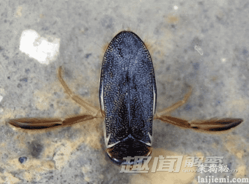 揭秘：十种具有神奇超能力的动物922 / 作者:UFO来啦 / 帖子ID:64031
