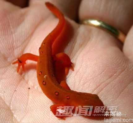 惊艳！盘点自然界十大罕见的红色动物518 / 作者:UFO来啦 / 帖子ID:63818