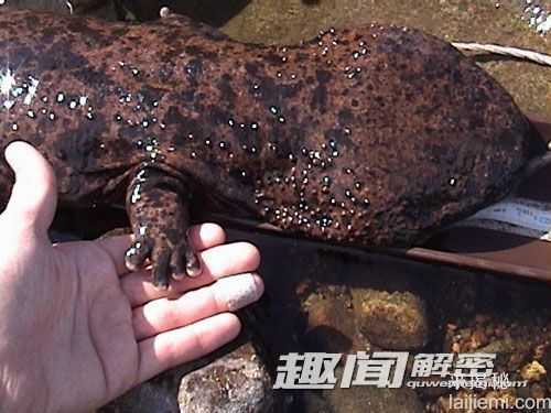 四川地陷竟爬出巨兽(组图)974 / 作者:UFO来啦 / 帖子ID:62989