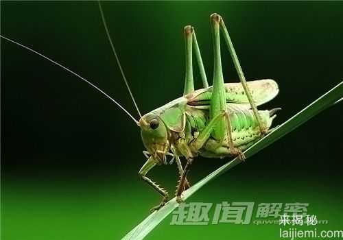 警惕！自然界中十大意想不到的恐怖杀手669 / 作者:UFO来啦 / 帖子ID:65801