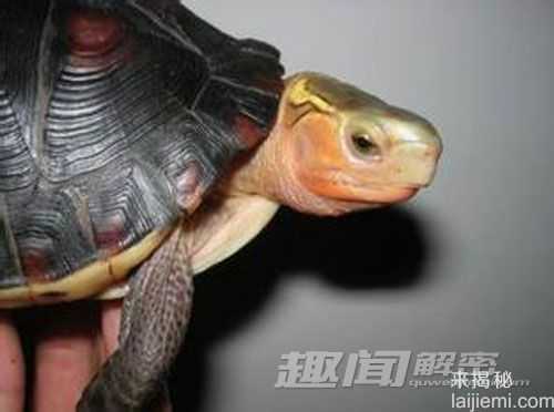 浙江惊现神奇乌龟 夹蛇夹虎不在话下911 / 作者:UFO来啦 / 帖子ID:64676