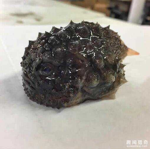 战斗民族渔夫分享了他捕获的各种珍奇深海生物，这根本就是异形吧！307 / 作者:UFO来啦 / 帖子ID:63862