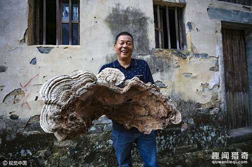 村民深山中意外发现巨大野生灵芝： 一人几乎抱不下809 / 作者:UFO外星人爱好者 / 帖子ID:57911