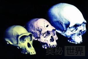 人类起源新理论:多地区进化说292 / 作者:UFO来啦 / 帖子ID:62051 人类起源新理论:多地区进化说292 / 作者:UFO来啦 / 帖子ID:62051