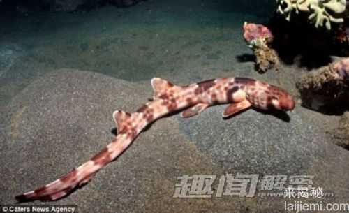 印尼海域奇闻 用鳍在海底行走的鲨鱼675 / 作者:UFO来啦 / 帖子ID:62535