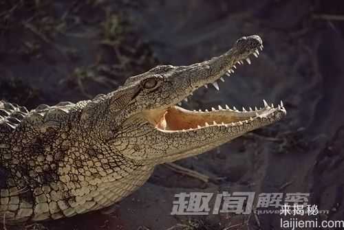 杀人于无形！世界上十种最可怕的淡水动物539 / 作者:UFO来啦 / 帖子ID:64289