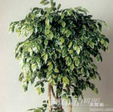 揭秘：可能致命的十大有毒观赏植物941 / 作者:UFO来啦 / 帖子ID:64035