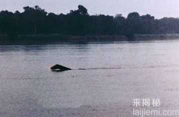 全球十大神秘怪兽：黑色猴子VS死亡之虫1 / 作者:UFO来啦 / 帖子ID:62164