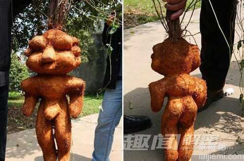 无奇不有！自然界长相最雷人的生物310 / 作者:UFO来啦 / 帖子ID:64102