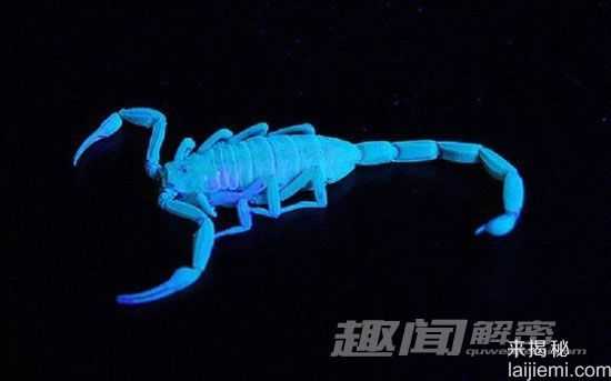 盘点自然界中的十大发光生物：水母居首位220 / 作者:UFO来啦 / 帖子ID:65174