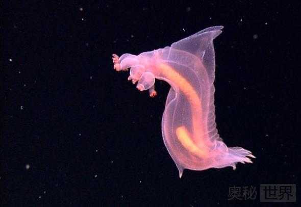 印尼深海的奇异生物86 / 作者:UFO来啦 / 帖子ID:62564