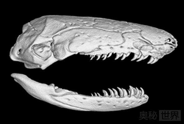 最丑的无腿两栖动物：蚓螈1000 / 作者:UFO来啦 / 帖子ID:64202