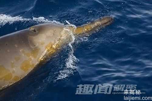 南极现神秘歌声：疑出自新种突吻鲸所唱598 / 作者:UFO来啦 / 帖子ID:62521