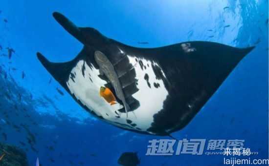 闪爆你的眼球！神秘诡异的深海生物271 / 作者:UFO来啦 / 帖子ID:66022