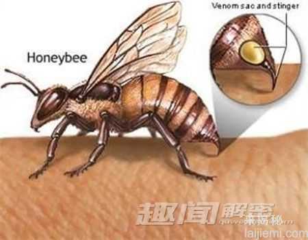 揭开动物集体自杀之谜：会是因为悲伤吗？911 / 作者:UFO来啦 / 帖子ID:63926