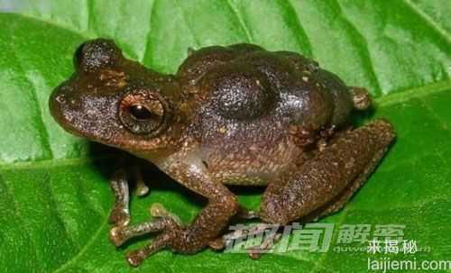 盘点十大怪诞蛙类 史前巨型魔鬼蛙441 / 作者:UFO来啦 / 帖子ID:65126